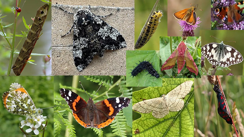 charlotte-wright-blog