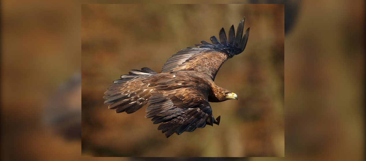 Newly Sequenced Golden Eagle Genome Will Help Its