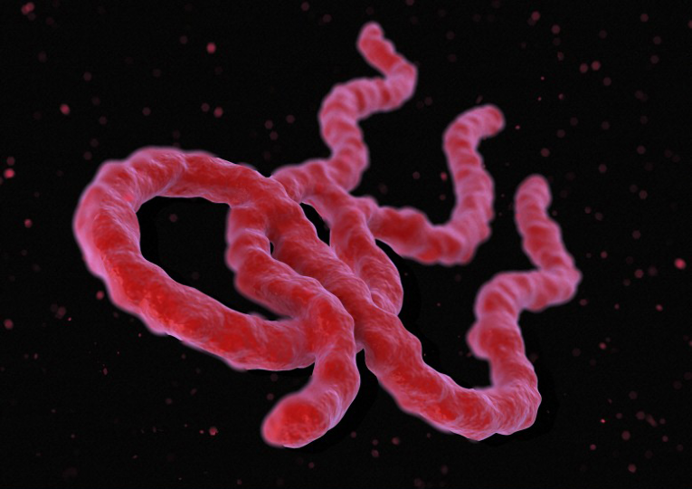 Ebola sequencing data released to global research community