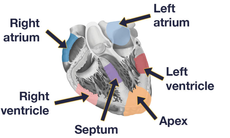 Sections of the heart studied