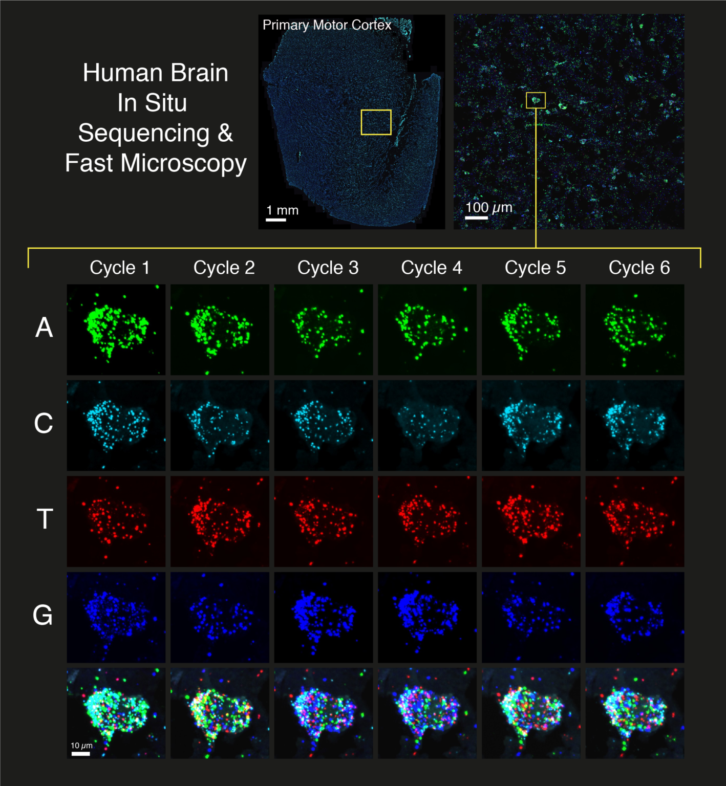 High Throughput Spatial Genomics