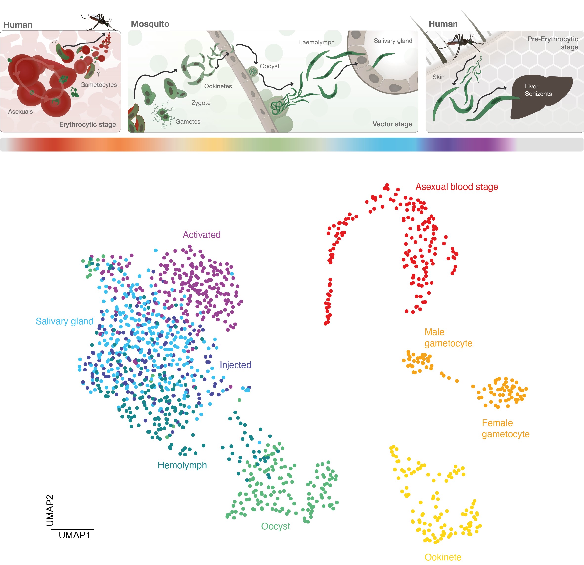 Single Cell Atlas Of Malaria Parasite Gene Activity Provides New Targets For Drugs And Vaccines 