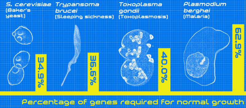 Largest Study Of Malaria Gene Function Reveals A Finely Tuned Genome ...