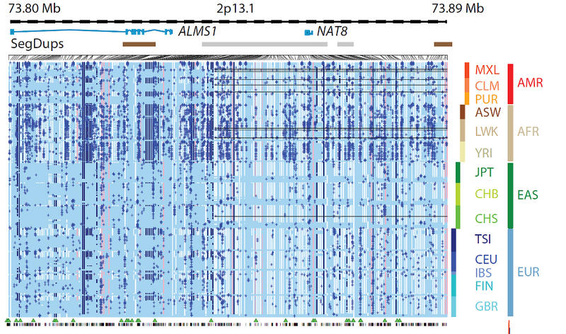 The Fruit Of 1000 Genomes Wellcome Sanger Institute