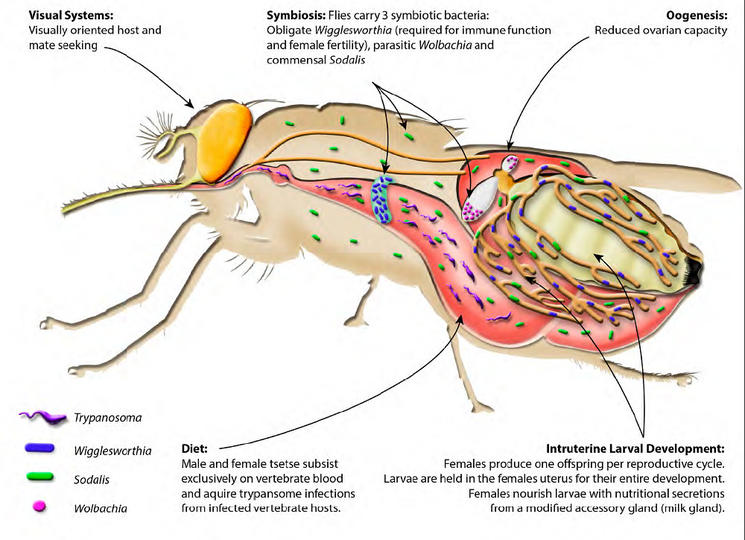 Tsetse Fly Genome Reveals Weaknesses – Wellcome Sanger Institute