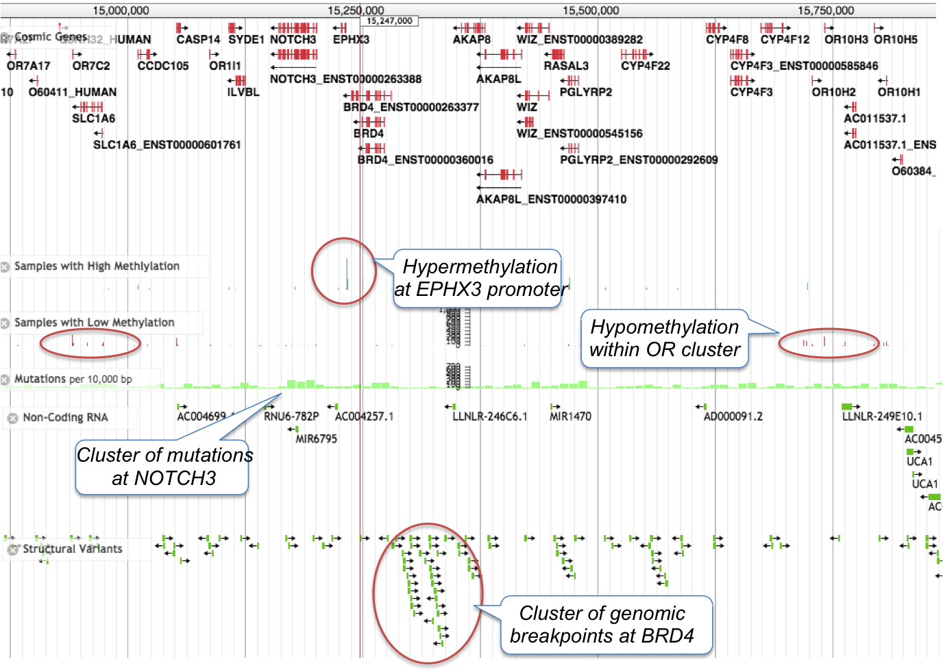  Jbrowse Genomic View